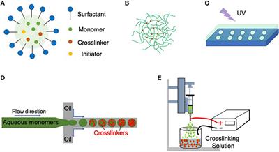Functional Dynamics Inside Nano- or Microscale Bio-Hybrid Systems